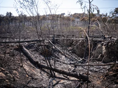 Na Krasu opozarjajo, da zara&scaron;čanje le &scaron;e povečuje veliko požarno ogroženost, ustreznih ukrepov za odpravljanje zara&scaron;čenosti pa ni dovolj. Foto:&nbsp; STA&nbsp;