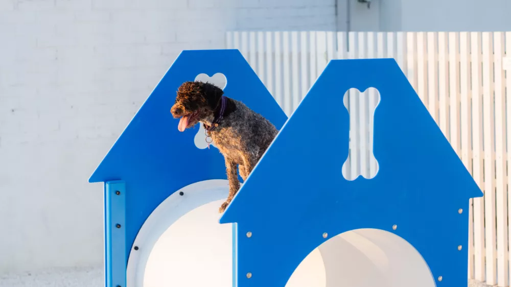 Monty's beach pasja plaža v Portorožu