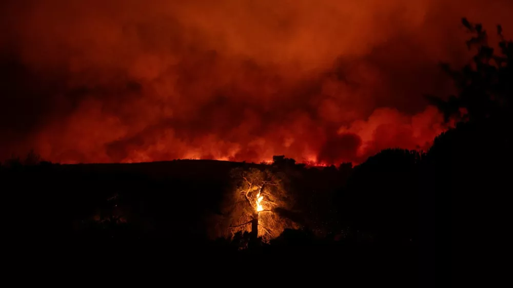 A tree burns as flames and smoke rise from a wildfire burning in the village of Varnavas, near Athens, Greece, August 11, 2024. REUTERS/Hilary Swift   TPX IMAGES OF THE DAY