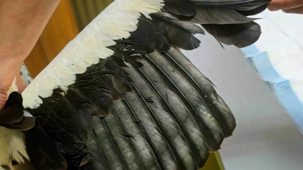 Bele &scaron;torklje na travnikih ne dobijo ustrezne prehrane, zato imajo vse več težav s peresi. Foto: Du&scaron;an Klenov&scaron;ek