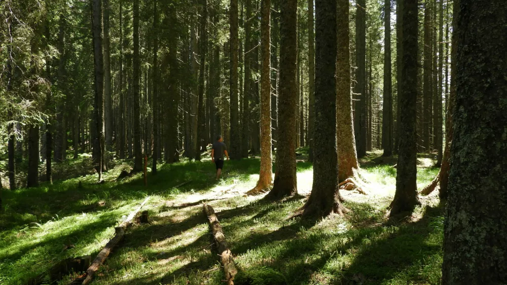 Andrej Arih TNP, gozd, Pokljuka, POklju&scaron;ka pot