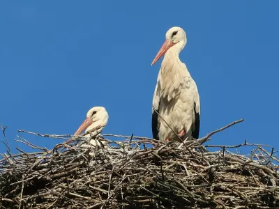 ptice, bela &scaron;torklja, gnezdo. Foto: Tatjana Pihlar 