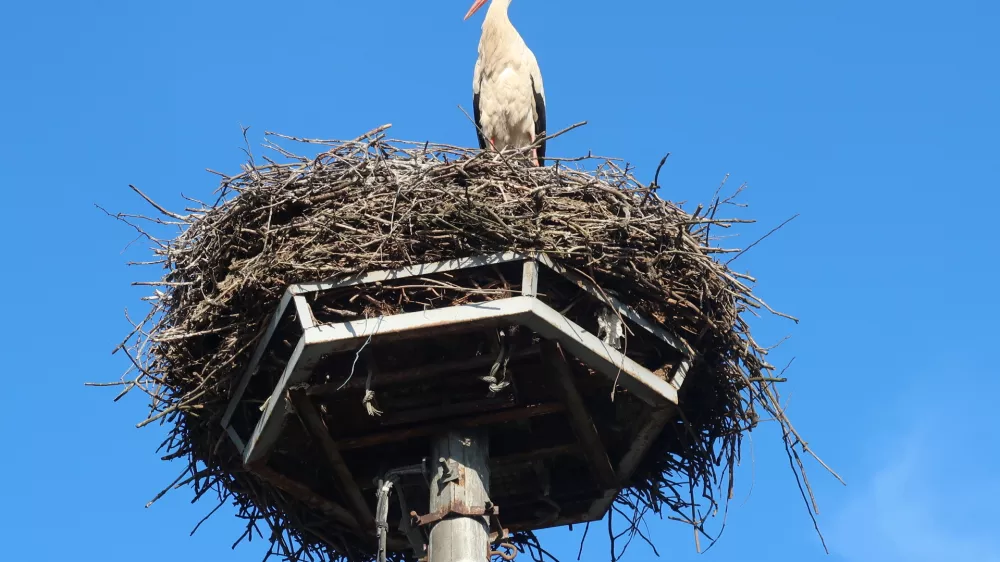 ptice, bela &scaron;torklja, gnezdo. Foto: Tatjana Pihlar 