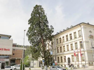 Mogočna sekvoja zaradi po&scaron;kodovanosti koreninskega sistema ni več sposobna držati lastne teže, zato jo bodo danes posekali. Foto: Sa&scaron;a Despot