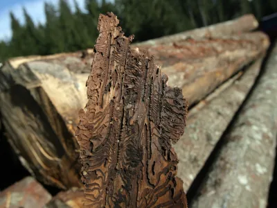 Zaradi ujm so se v slovenskih gozdovih zadnja leta močno namnožili podlubniki, ki povzročajo velikansko gospodarsko &scaron;kodo in pod lubjem ustvarjajo tak&scaron;ne ornamente. Foto: Luka Cjuha