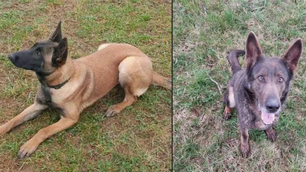 Policija prodaja nem&scaron;ko ovčarko Atheno in belgijsko ovčarko Selvo. 