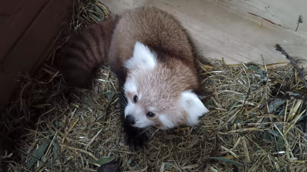 Mladiček mačje pande