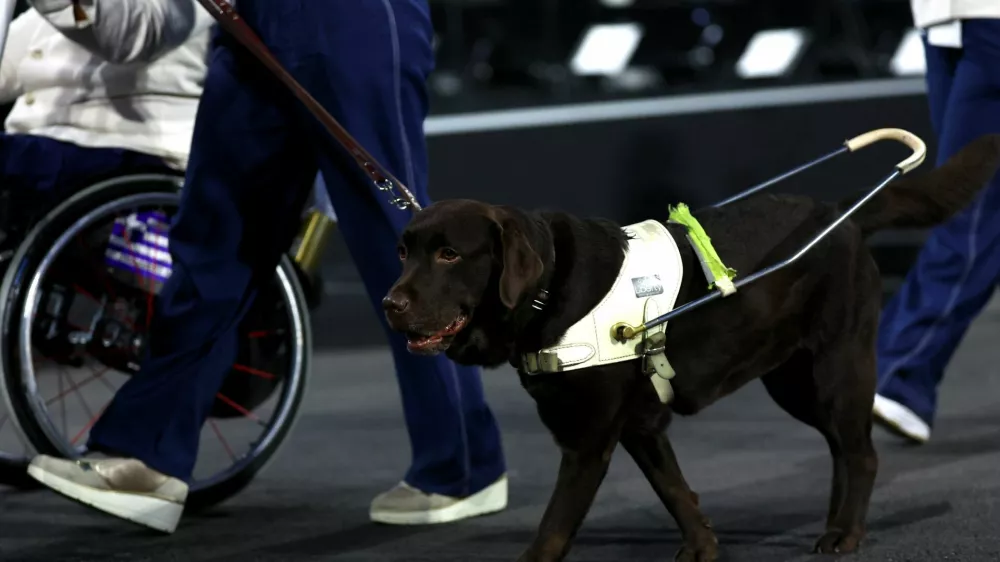Paris 2024 Paralympics - Opening Ceremony - Paris, France - August 28, 2024 An assistance dog is seen during the opening ceremony REUTERS/Kacper Pempel