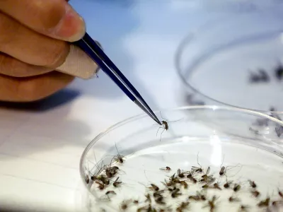 Virus Zahodnega Nila prena&scaron;ajo okuženi komarji. Strokovnjaki zato priporočajo običajno za&scaron;čito pred piki komarjev. Na fotografiji: strokovnjaki v laboratoriju zdravstvenega zavoda v angle&scaron;ki grofiji Suffolk sortirajo komarje za testiranje na virus. Foto: AP