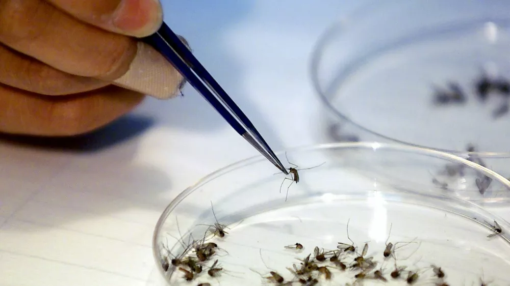 Virus Zahodnega Nila prena&scaron;ajo okuženi komarji. Strokovnjaki zato priporočajo običajno za&scaron;čito pred piki komarjev. Na fotografiji: strokovnjaki v laboratoriju zdravstvenega zavoda v angle&scaron;ki grofiji Suffolk sortirajo komarje za testiranje na virus. Foto: AP