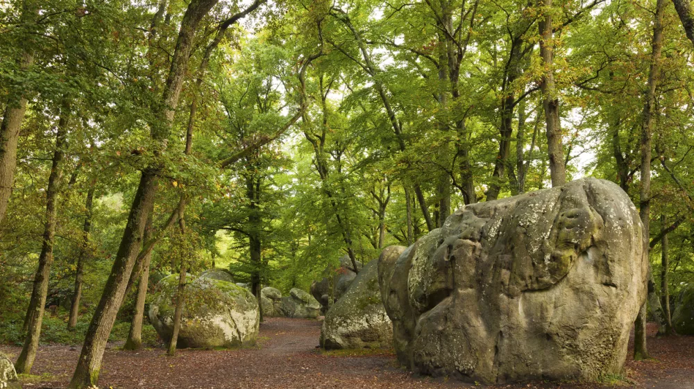 Forest of Fontainebleau, Seine-et-marne, Ile de France, France