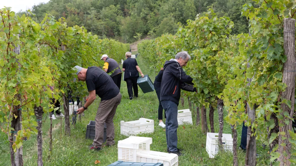 Trgatev 2024 v Gori&scaron;kih Brdih / Foto: Jaka Jera&scaron;a