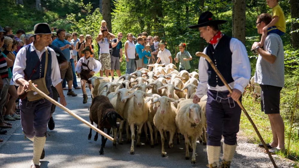 Ovčarski bal na Jezerskem. Fotografija: Primož &Scaron;enk