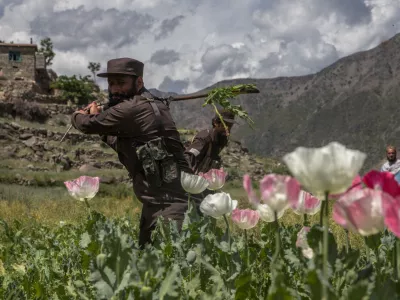 Talibanski vojaki uničujejo pridelavo opija, podobno kot je pred njimi počela afganistanska vojska nekdanje mednarodno priznane vlade. Foto:&nbsp; Reuters