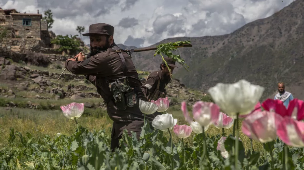 Talibanski vojaki uničujejo pridelavo opija, podobno kot je pred njimi počela afganistanska vojska nekdanje mednarodno priznane vlade. Foto:&nbsp; Reuters
