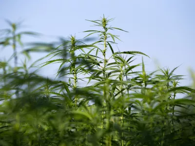 - konoplja- 21.07.2017 &ndash; Biotehnična fakulteta //FOTO: Matjaž Ru&scaron;t