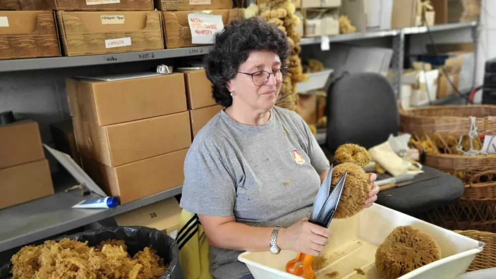 Spužvarstvo Rosenfeld Milje morska spužva / Foto: Katja Gle&scaron;čič 