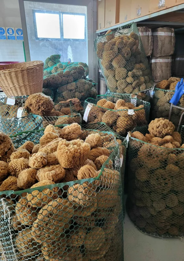 Spužvarstvo Rosenfeld Milje morska spužva / Foto: Katja Gle&scaron;čič 