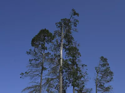 31.07.2024 - Po&scaron;kodovana drevesa, park Tivoli. FOTO: Nik Erik Neubauer