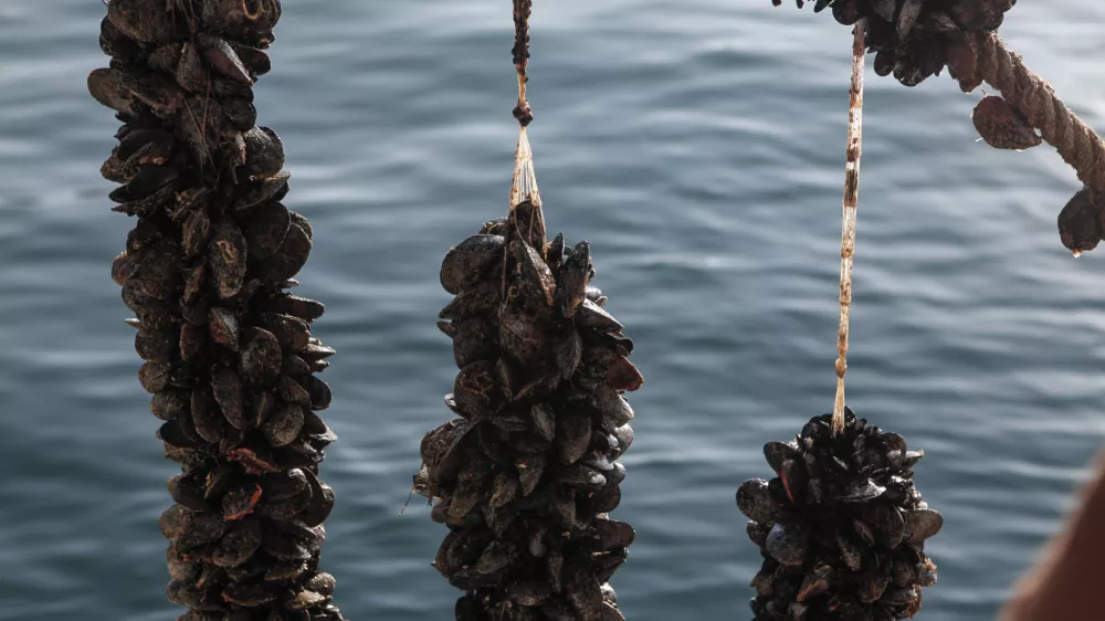 - 08.09.2014 - IZOLA - Ribi&scaron;tvo &Scaron;koljkarstvo Mitja Petrič s.p. - gojenje &scaron;koljk - &scaron;koljke klapavice in ladinke, nabiranje - &scaron;koljči&scaron;če ///FOTO: Luka Cjuha OPOMBA: ZA OBJAVO V PRILOGI &ndash; DNEVNIKOV OBJEKTIV - REPORTAŽA 2014