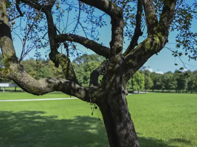 31.07.2024 - Po&scaron;kodovana drevesa, park Tivoli. FOTO: Nik Erik Neubauer