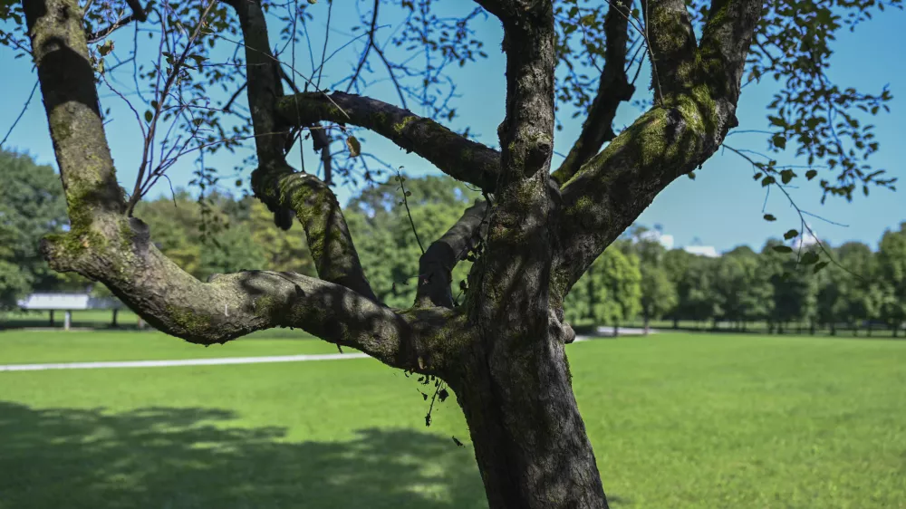 31.07.2024 - Po&scaron;kodovana drevesa, park Tivoli. FOTO: Nik Erik Neubauer