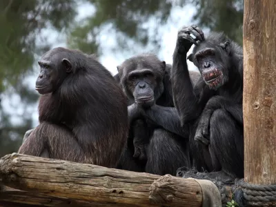 chimpanzee monkeys a