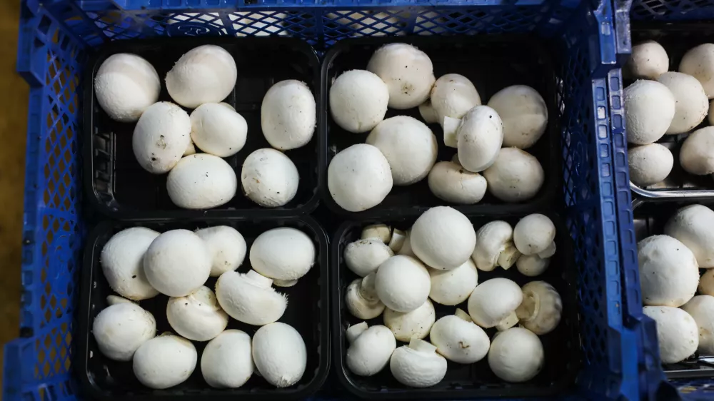 - 22.12.2020 - &Scaron;ampinjoni Smuk, gojenje in prodaja gob, d.o.o., Bevke 168, Log pri Brezovici //FOTO: Bojan Velikonja