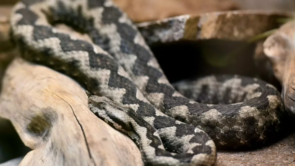 Modras je najpogostej&scaron;a in najnevarnej&scaron;a strupenjača pri nas. Prepoznamo ga po &scaron;iroki trikotni glavi, pokriti z drobnimi luskami, ki je jasno ločena od vitkega vratu. Na 'nosu' ima dobro viden rožiček, kakr&scaron;nega nima nobena druga v Sloveniji živeča kača. Foto: Tamino Petelin&scaron;ek/STA