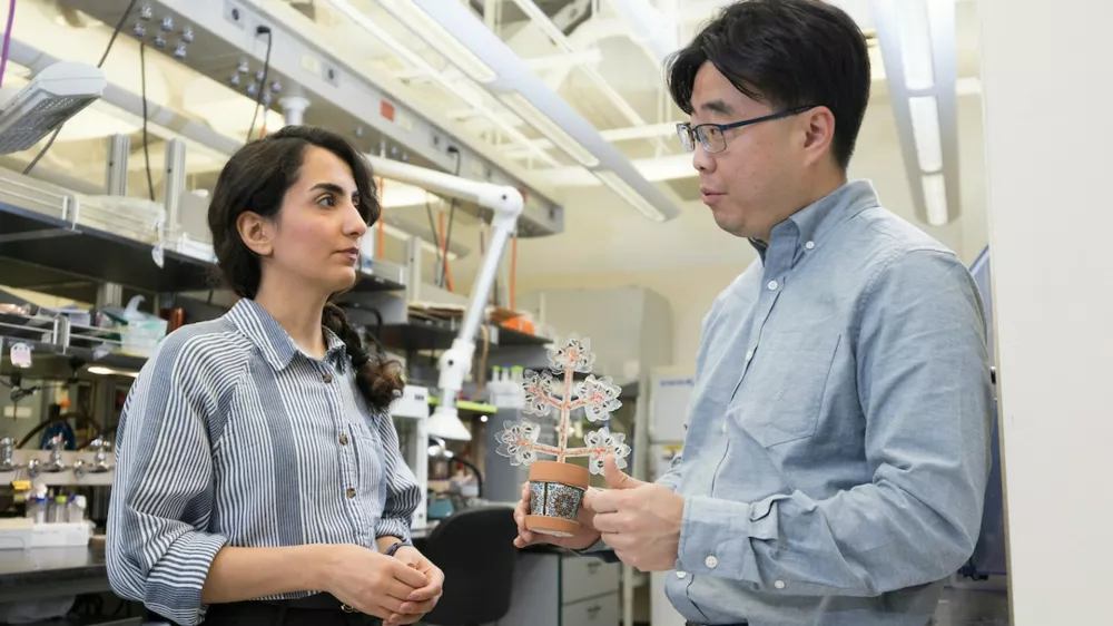 Ferrari Press Agency Plants 1 Ref 1627201/11/2024See Ferrari textPicture MUST credit: Binghamton UniversityArtificial plants that purify indoor air and generate electricity have been developed by researchers.The team said the air we breathe at work, school or home affects overall health and well-being. Most air purification systems, however, are expensive, cumbersome and require frequent cleaning or filter replacement to function at optimum levels.These artificial plants can feed off carbon dioxide, give off oxygen and even generate a little power. The plants use indoor light to drive photosynthesis, achieving a 90% reduction in carbon dioxide levels &mdash; far surpassing the 10% reduction seen with natural plants.The plants were made using solar cells and photosynthetic bacteria previously created at New York state's Binghamton University by Professor Seokheun Choi&nbsp;and PhD student Maryam Rezaie.OPS:The artificial plant with creators Professor Seokheun Choi, (right) and PhD student Maryam Rezaie (left)Picture supplied by Ferrari,Image: 929030429, License: Rights-managed, Restrictions:, Model Release: no