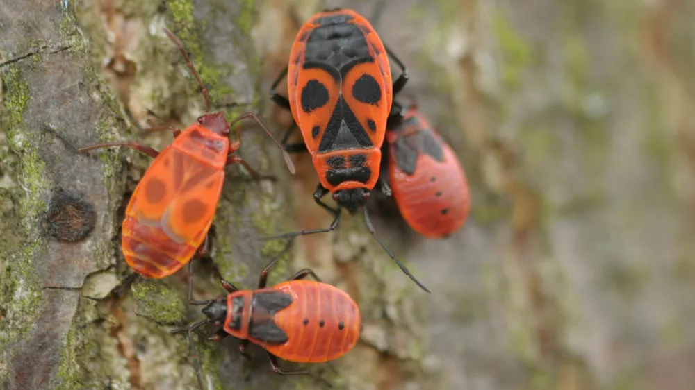 Rdeči &scaron;kratec ali &scaron;u&scaron;tar, najpogosteje ga vidimo spomladi na lubju. / Foto: Du&scaron;an Klenov&scaron;ek, Kozjanski park