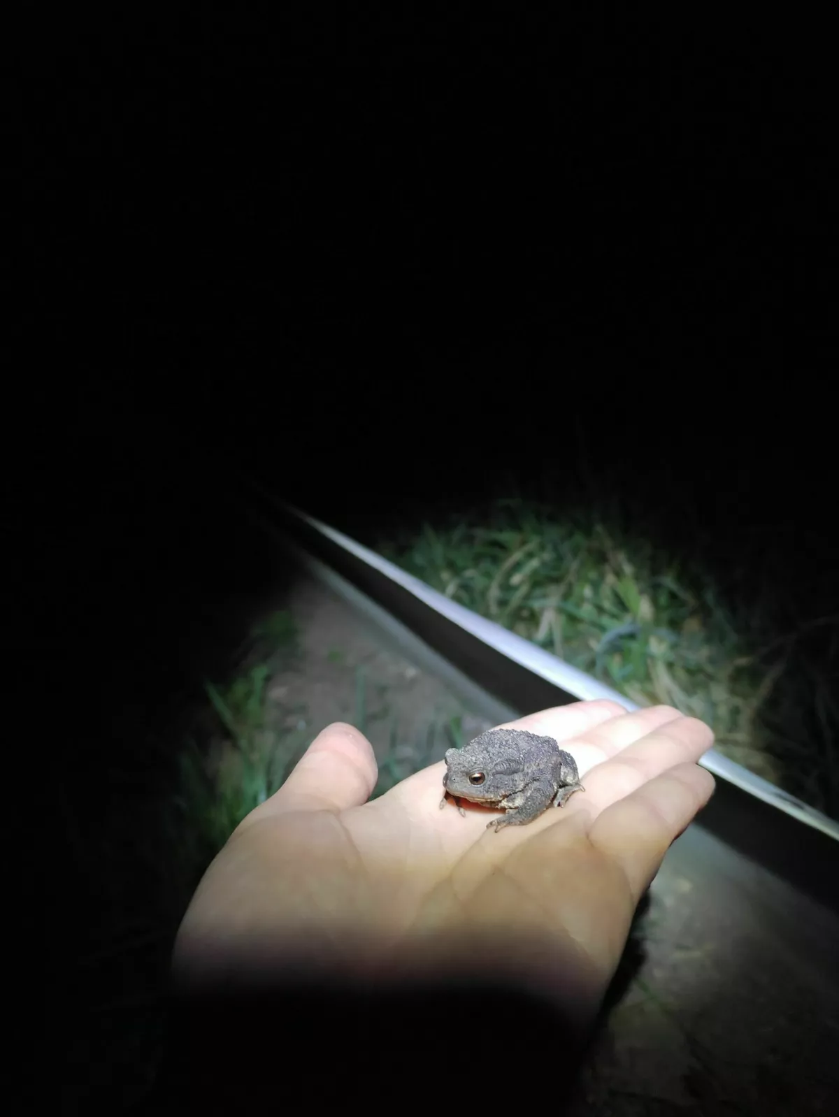 Kozjanski park, Trebče: na&scaron;li re&scaron;itev za žabice