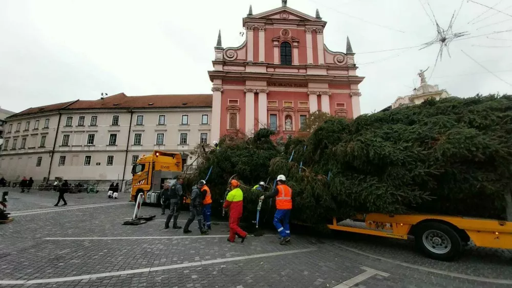 Smreka Tatjana v sredi&scaron;ču Ljubljane. Foto: Vesna Levičnik