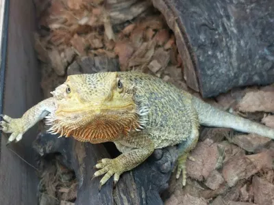 zavrženi ku&scaron;čar