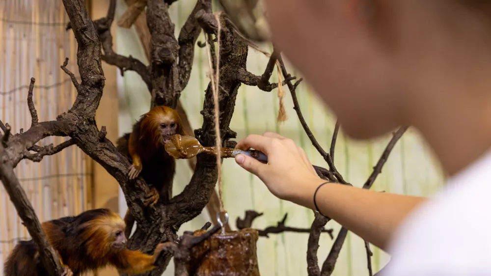 Zlatoglavi levič Tropska hi&scaron;a