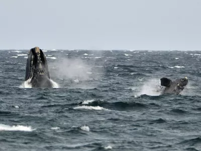 A young southern right whale (R), known in Spanish as ballena franca austral, swims in the waters of the Atlantic Sea, offshore Golfo Nuevo, next to its mother in Argentina's Patagonian village of Puerto Piramides, September 19, 2014. The whales regularly come to breed and calve in this marine reserve from June to December.   REUTERS/Maxi Jonas (ARGENTINA - Tags: ANIMALS ENVIRONMENT) - RTR46ZIB