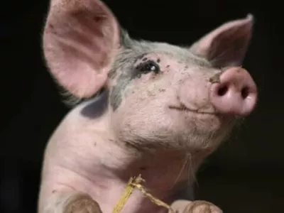 Pra&scaron;ičji smrad je bil prehud. 