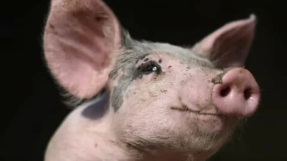 Pra&scaron;ičji smrad je bil prehud. 