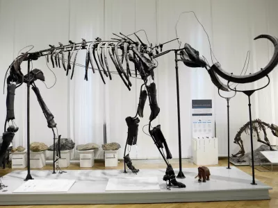 Skorajda popolno okostje mamuta, verjetno najprepoznavnej&scaron;a znamenitost Prirodoslovnega muzeja Slovenije, utegne po dolgih letih neuresničenih obljub in načrtov v prihodnosti vendarle dobiti novo prebivali&scaron;če. Foto: Tomaž Skale&nbsp;