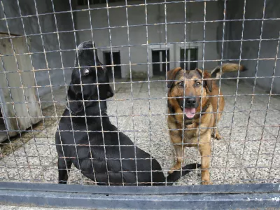 Zaveti&scaron;če za zapu&scaron;čene živali Gmajnice 30, azil za živali namenjen začasni namestitvi zapu&scaron;čenih živali psov in mačk //FOTO: Luka CjuhaOPOMBA: ZA OBJAVO V ČASOPISU DNEVNIK