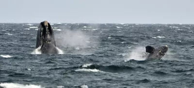 A young southern right whale (R), known in Spanish as ballena franca austral, swims in the waters of the Atlantic Sea, offshore Golfo Nuevo, next to its mother in Argentina's Patagonian village of Puerto Piramides, September 19, 2014. The whales regularly come to breed and calve in this marine reserve from June to December.   REUTERS/Maxi Jonas (ARGENTINA - Tags: ANIMALS ENVIRONMENT) - RTR46ZIB