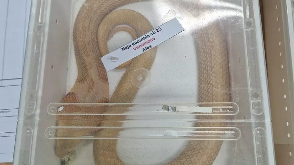 Zagreb&scaron;ki cariniki so so zasegli dve živi strupeni kobri, ki sta na hrva&scaron;ko iz ZDA prispeli brez ustreznih dovoljenj in urejene dokumentacije. Naročil naj bi ju nekdo iz Slovenije, ki so zdaj plačal kazen. 