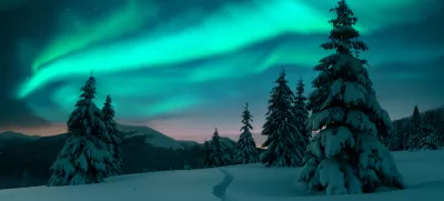 Severni sij nad zasneženimi smrekami. / Foto: Istock