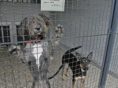 Zaveti&scaron;če za zapu&scaron;čene živali Gmajnice 30, azil za živali namenjen začasni namestitvi zapu&scaron;čenih živali psov in mačk //FOTO: Luka CjuhaOPOMBA: ZA OBJAVO V ČASOPISU DNEVNIK