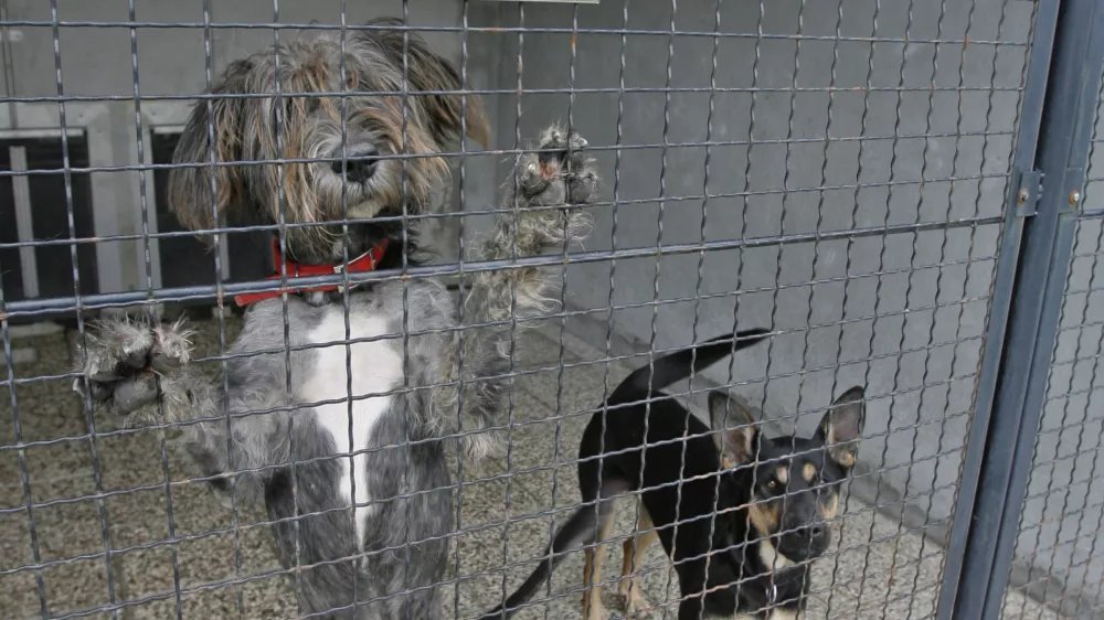 Zaveti&scaron;če za zapu&scaron;čene živali Gmajnice 30, azil za živali namenjen začasni namestitvi zapu&scaron;čenih živali psov in mačk //FOTO: Luka CjuhaOPOMBA: ZA OBJAVO V ČASOPISU DNEVNIK
