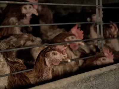 Koko&scaron;i nesnice, obogatene kletke. Foto: AETP