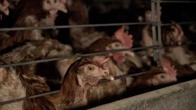 Koko&scaron;i nesnice, obogatene kletke. Foto: AETP