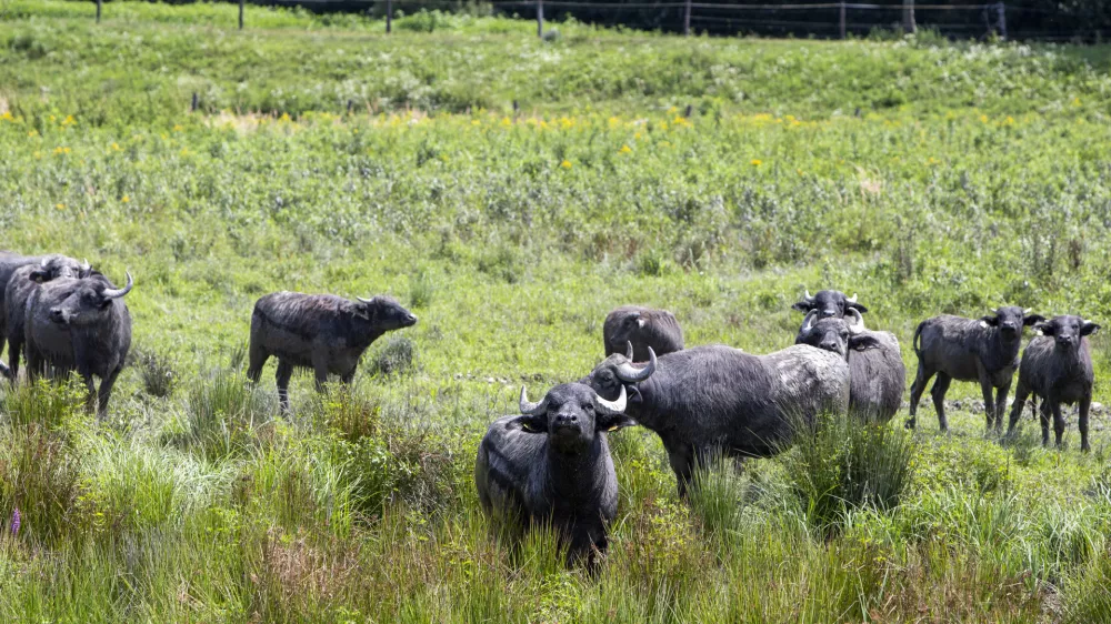 - vodni bivoli- Naravni rezervat Ormo&scaron;ke lagune; Ormo&scaron;ke lagune so 55 hektarjev veliko mokri&scaron;če antropogenega nastanka, ki leži na območju rečnega ekosistema Drave ob Ormo&scaron;kem jezeru.- 02.08.2019 &ndash; Občina Ormož &ndash; reportaža za rubriko Neodkrita mesta //FOTO: Matjaž Ru&scaron;t