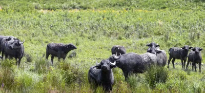 - vodni bivoli- Naravni rezervat Ormoške lagune; Ormoške lagune so 55 hektarjev veliko mokrišče antropogenega nastanka, ki leži na območju rečnega ekosistema Drave ob Ormoškem jezeru.- 02.08.2019 – Občina Ormož – reportaža za rubriko Neodkrita mesta //FOTO: Matjaž Rušt