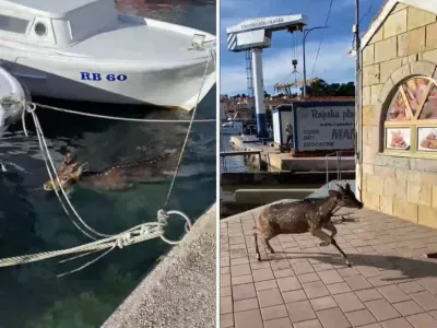 Re&scaron;evalna akcija na Rabu. Foto: Kristina Ribarić, morski.hr